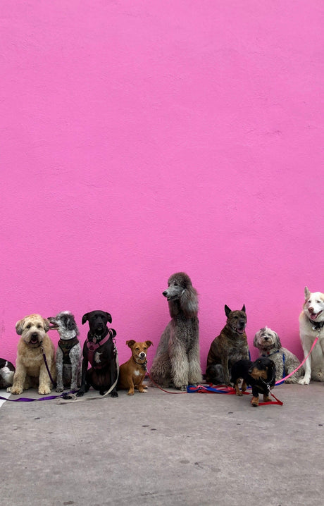 10 Robust Dog Breeds (and How to Keep Them Healthy) - Very Important Pets Shop