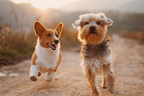10 Surprising Facts About Dog Behaviour - Very Important Pets Shop