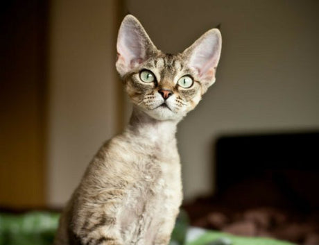 A Guide To The Devon Rex Cat - Very Important Pets Shop