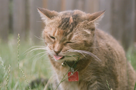 Grass Grazing: Why Cats Eat Grass - Very Important Pets Shop