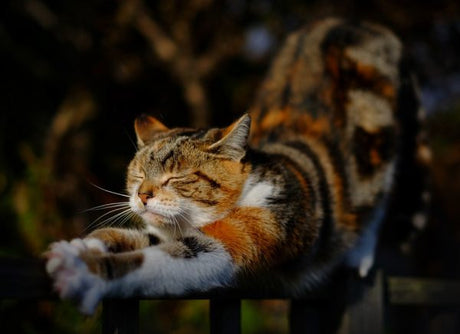 Toxic Summer Plants For Cats - Very Important Pets Shop