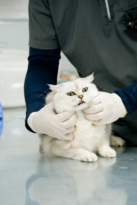 Troubleshooting Common Cat Health Issues - Very Important Pets Shop