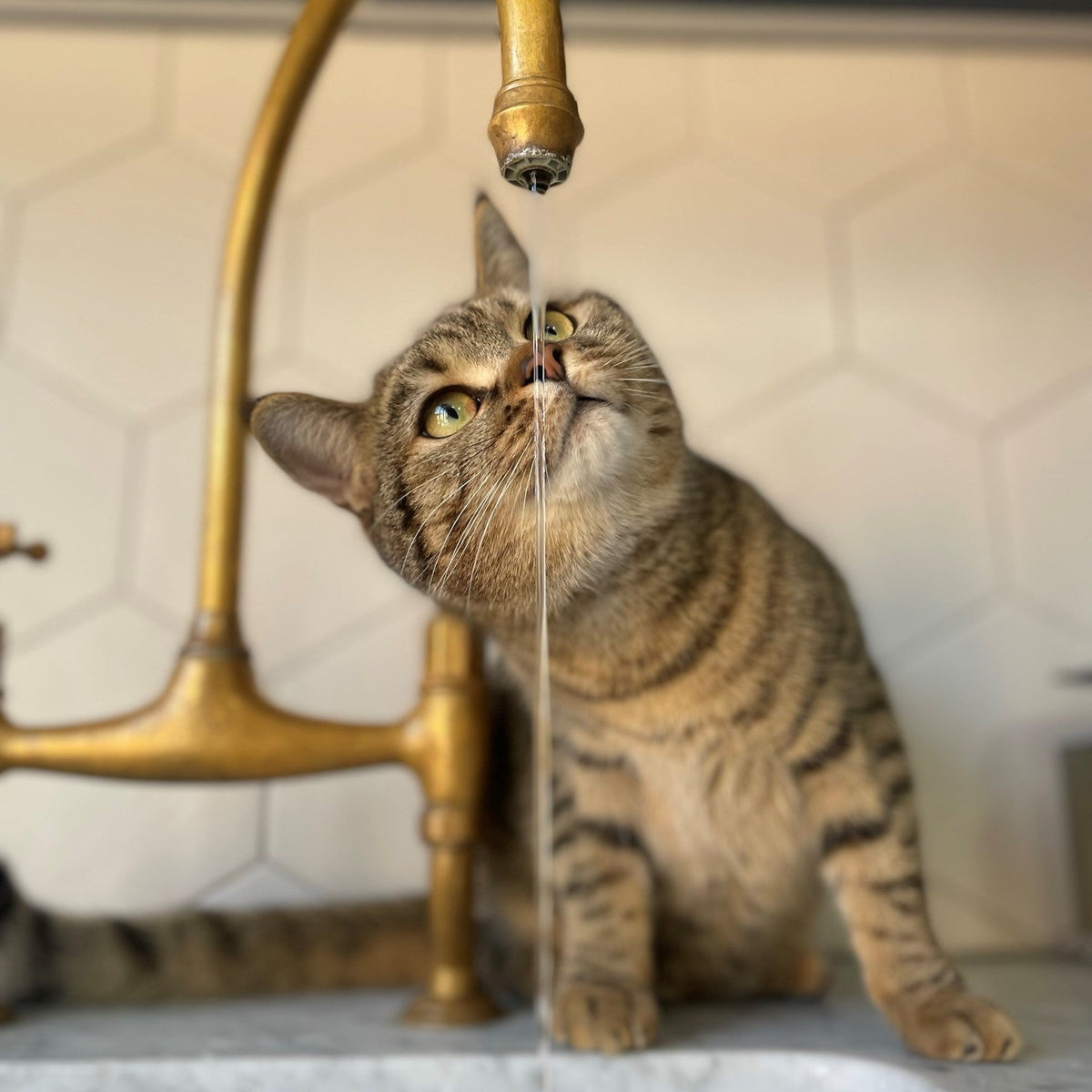 Image showcasing Water Woes: Why Cats Hate Water
