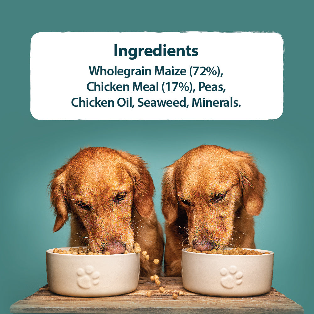 Burns Sensitive Chicken and Wholegrain Maize Adult & Senior Dog Food