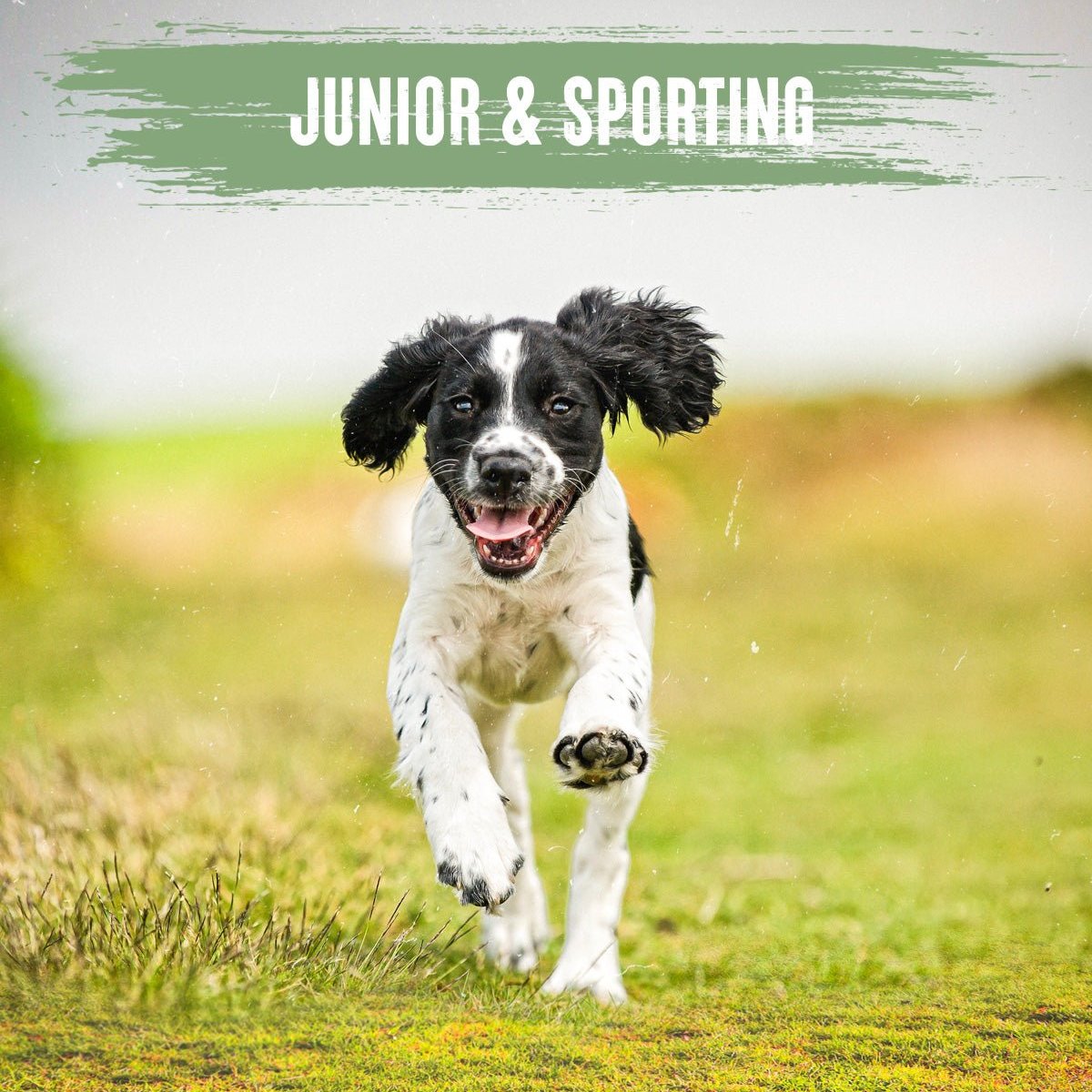 Alpha Adult Junior & Sporting Dry Dog Food - 15 kg, Alpha,