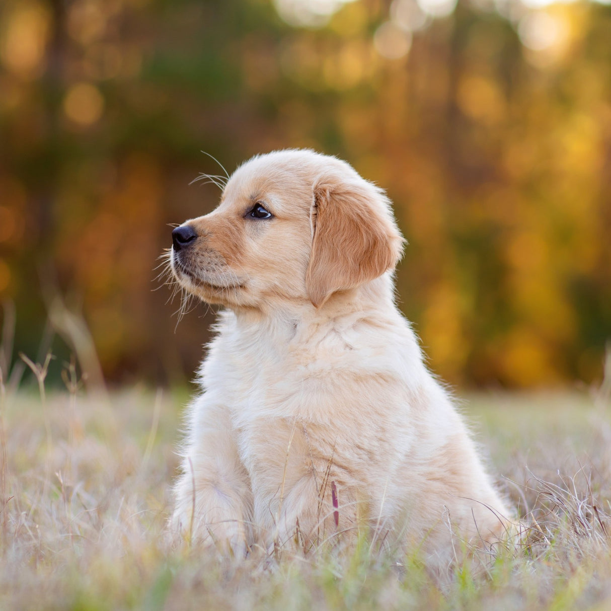 Ancol Dog Shampoo Baby Powder - 6 x 200ml, Ancol,