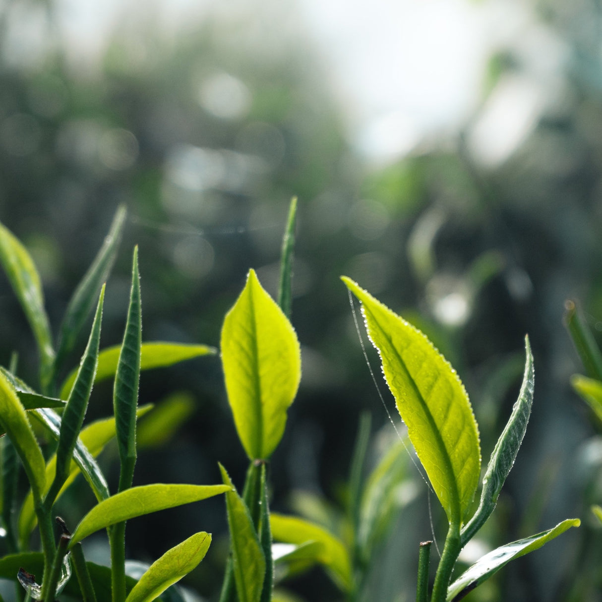 Ancol Dog Shampoo Tea Tree - 6 x 200ml, Ancol,