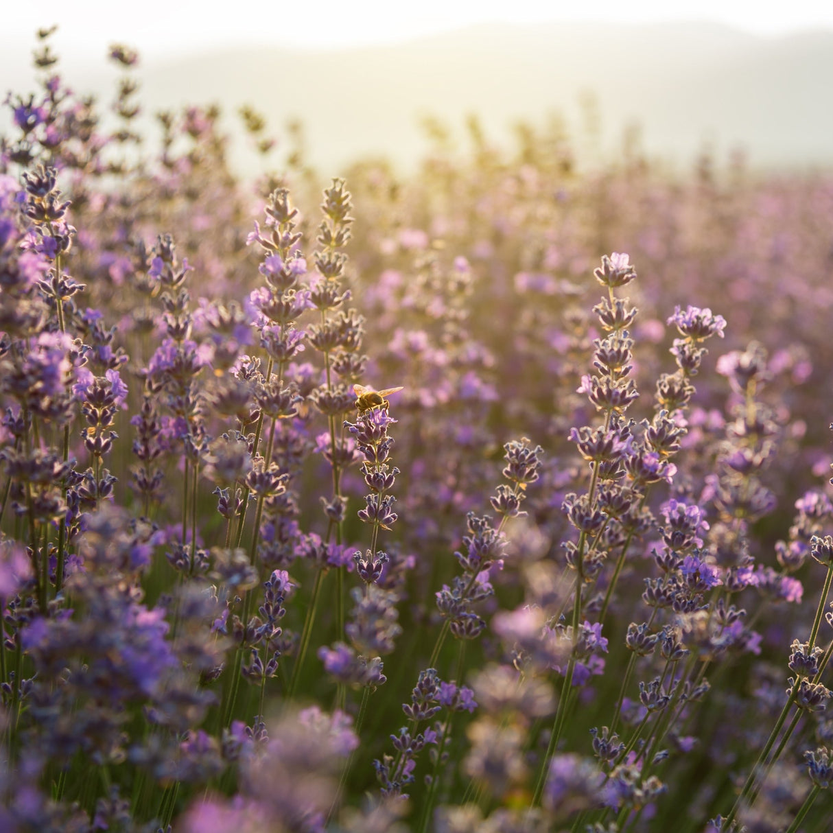 Ancol Dog Shampoo with Lavender - 6 x 200ml, Ancol,