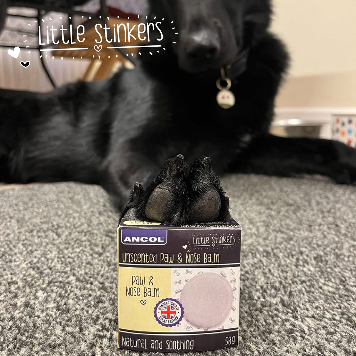 Ancol Little Stinkers Natural Paw & Nose Balm - 6 x 50g, Ancol,