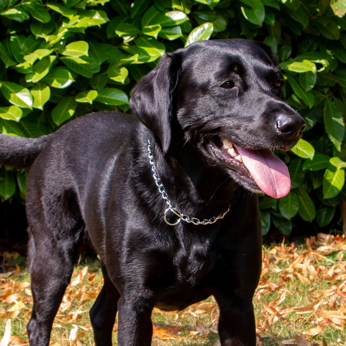 Ancol Medium Check Chain for Dogs, Ancol, 60 cm