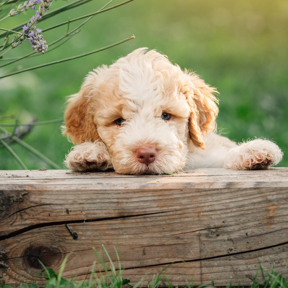 Ancol Puppy Shampoo Pure & Mild - 6 x 200ml, Ancol,