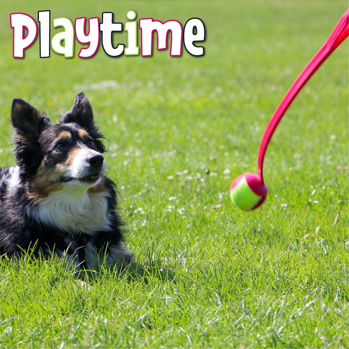 Ancol Tennis Ball Launcher x12, Ancol,