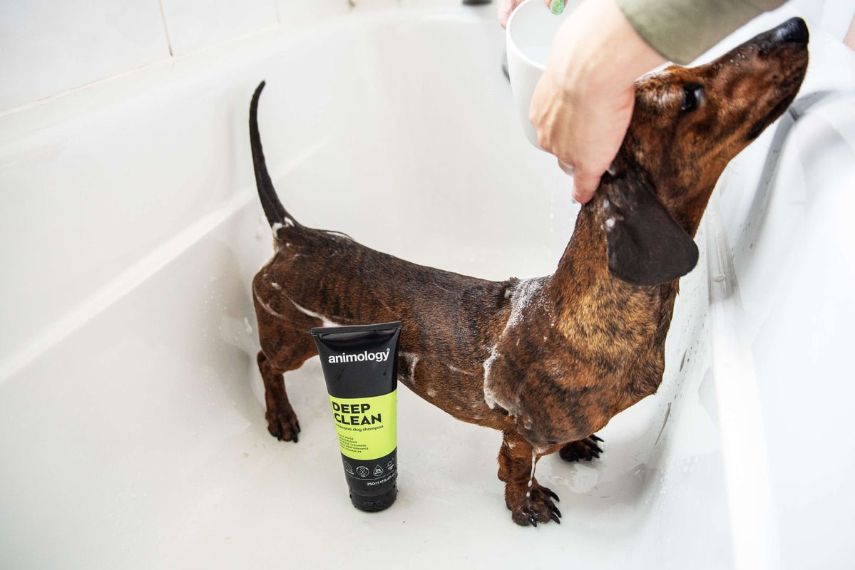 Animology Deep Clean Intensive Dog Shampoo - 6 x 250ml, Animology,