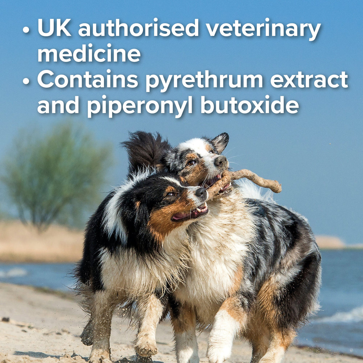 Beaphar Flea Spray for Cats & Dogs - 150ml x 6 Pack, Beaphar,