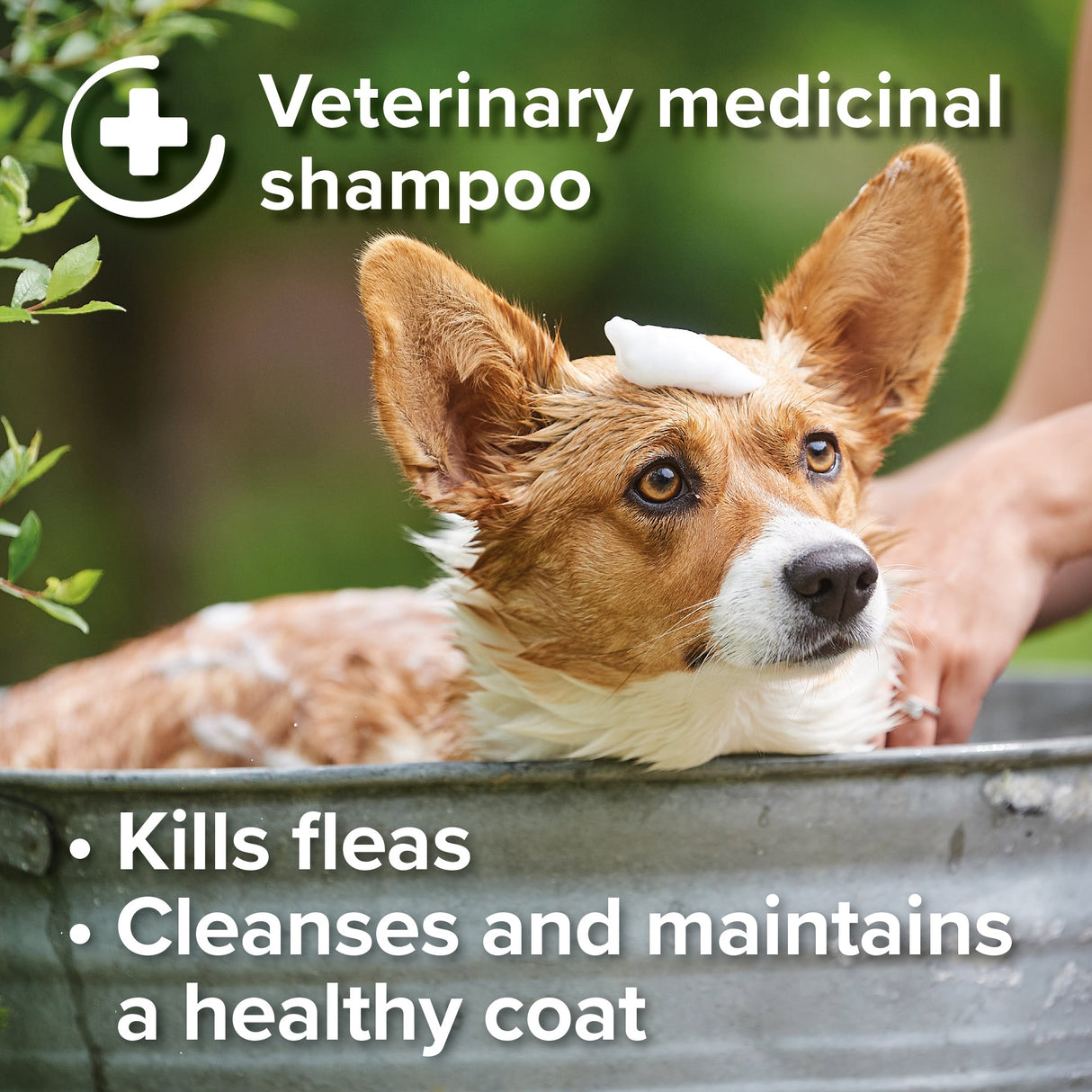 Beaphar Insecticidal Shampoo for Dogs - 250ml x 6, Beaphar,