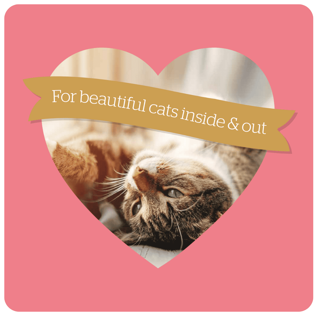 Burgess Adult Cat Rich in Chicken with Duck Dry Food, Burgess, 10 kg