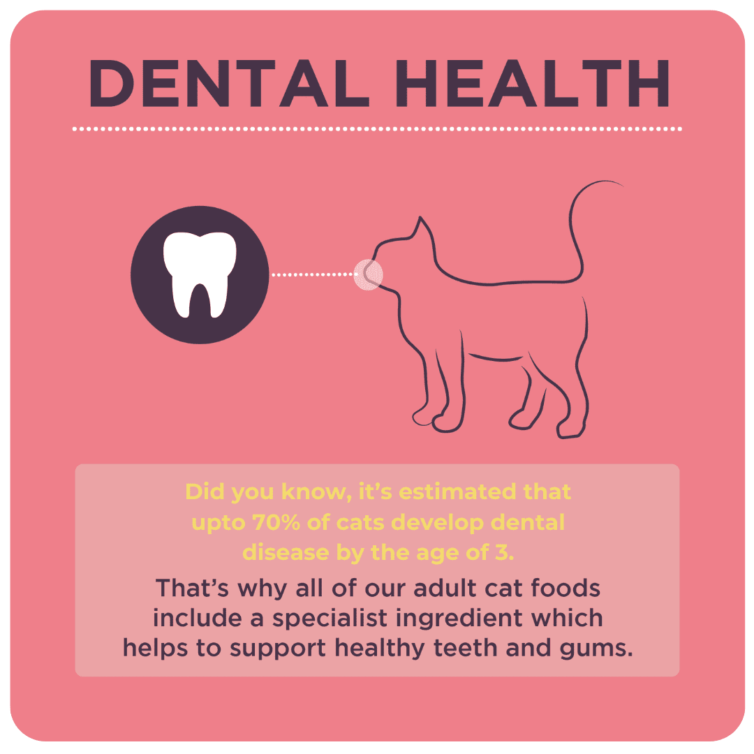 Burgess Adult Cat Rich in Chicken with Duck Dry Food, Burgess, 10 kg