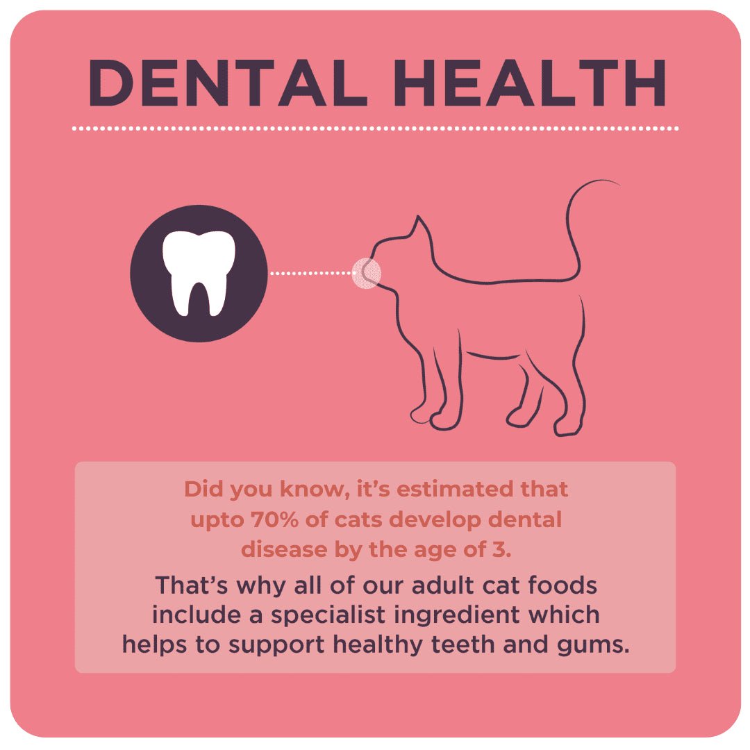 Burgess Adult Cat Rich in Salmon Dry Food, Burgess, 10 kg