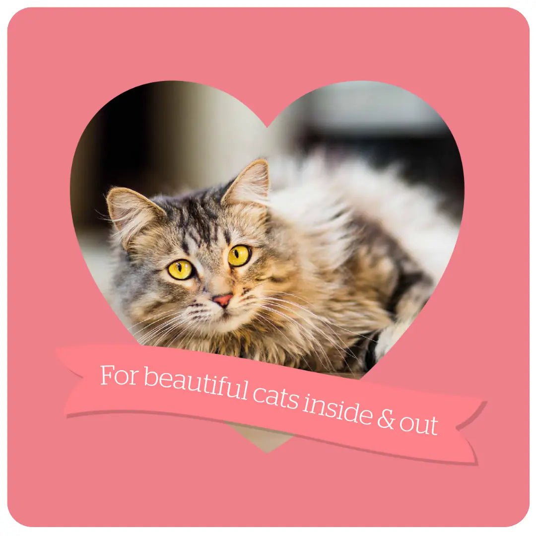 Burgess Adult Cat Rich in Salmon Dry Food, Burgess, 10 kg