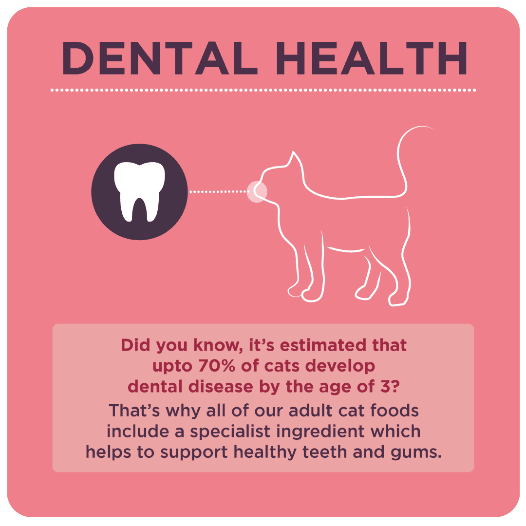 Burgess Mature Cat with Turkey & Cranberry Dry Food, Burgess, 4 kg