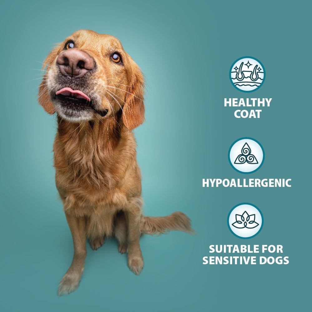 Burns Chicken, Fish, Lamb & Turkey Variety Box Wet Food Trays - 8 x 395 g, Burns,