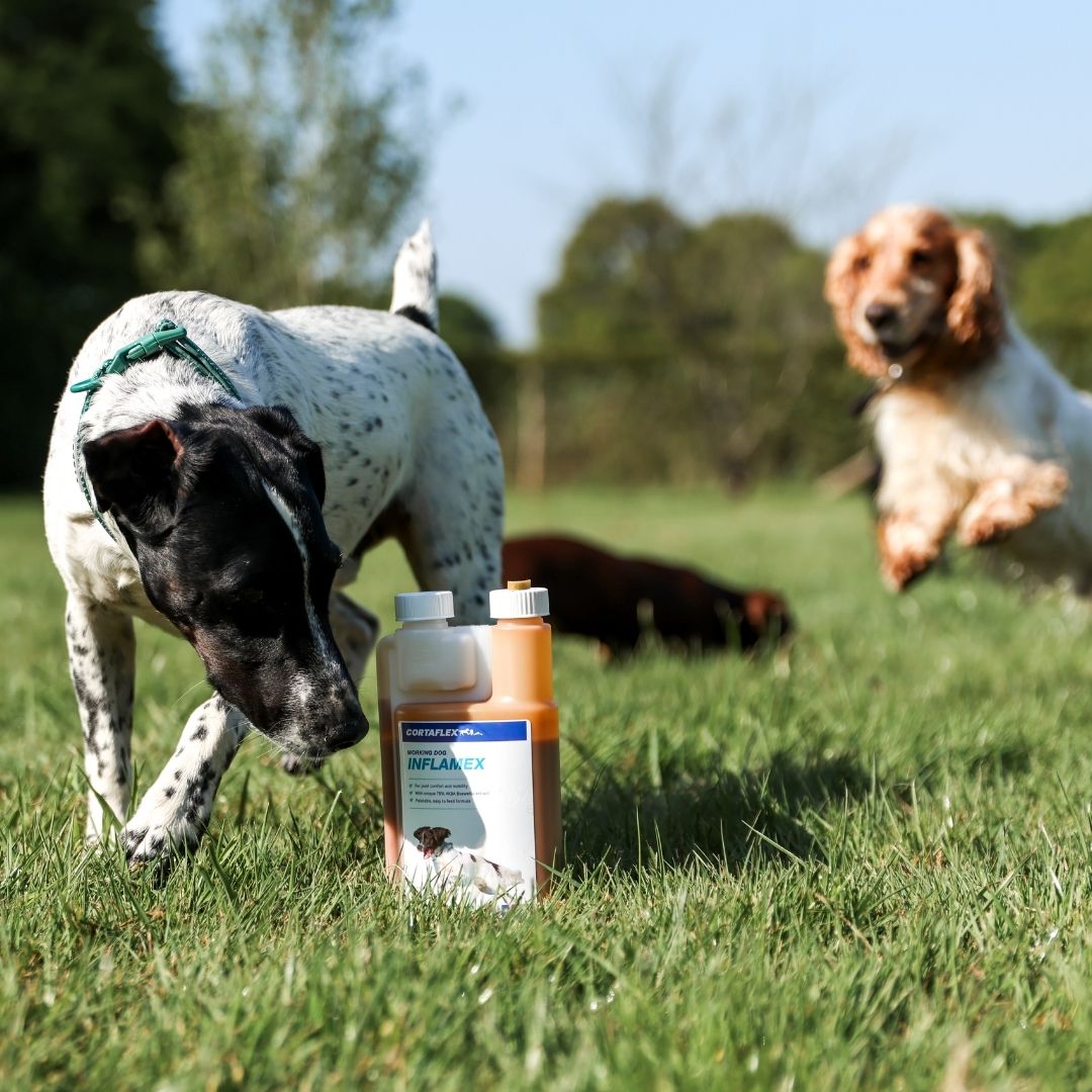 Equine America Cortaflex Canine Inflamex Solution 250 ml, Equine America,