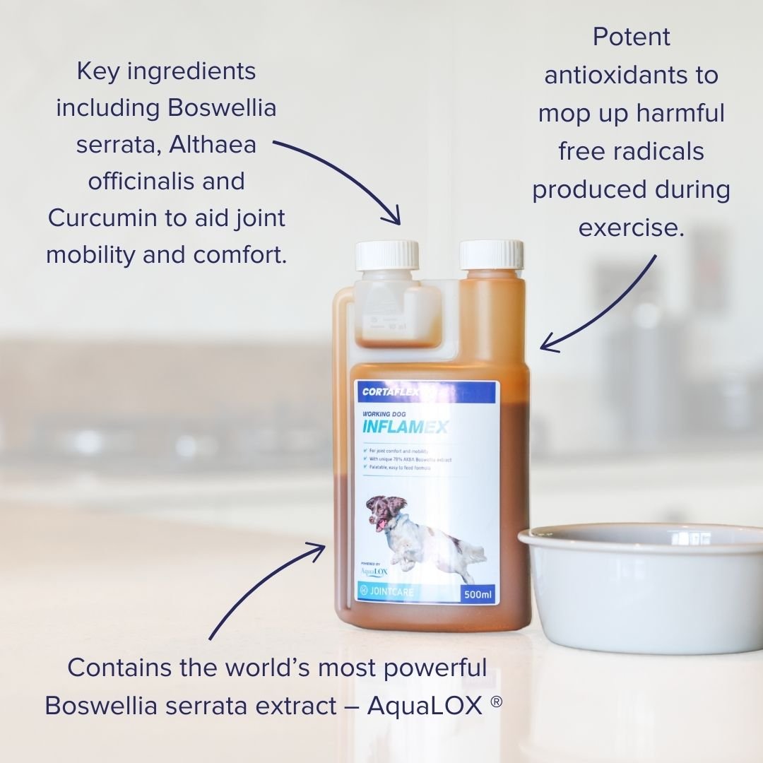 Equine America Cortaflex Canine Inflamex Solution 250 ml, Equine America,