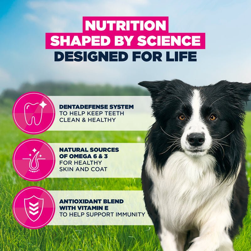 Eukanuba Adult Medium Breed Fresh Chicken Dry Dog Food, Eukanuba, 12 kg