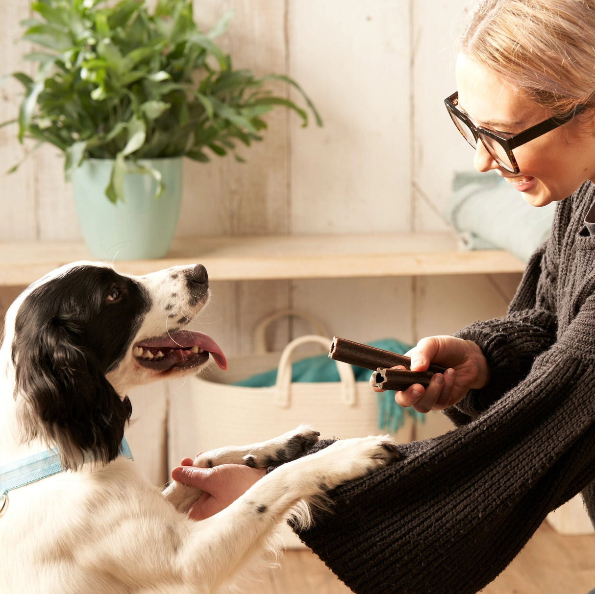 Forthglade Plant Based Dog Dental Sticks - 10 Bags (50 Sticks), Forthglade,