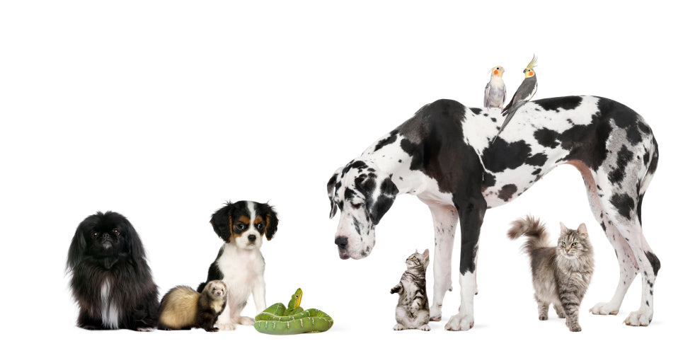 Various pets like dogs, snake, cat, kitten, parakeets in a picture with a white background.