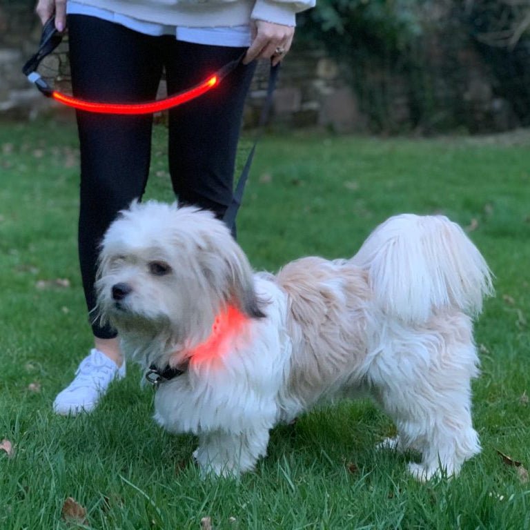 Lilly & Jake LED Dog Lead Red, Lilly & Jake,