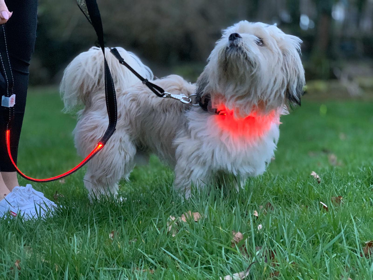 Lilly & Jake Red LED Dog Collar, Lilly & Jake, Large