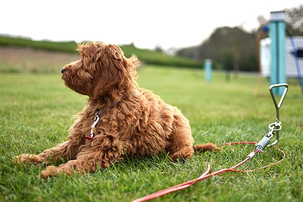 Rosewood Dog Tie Out Cable, Rosewood, 4.5m