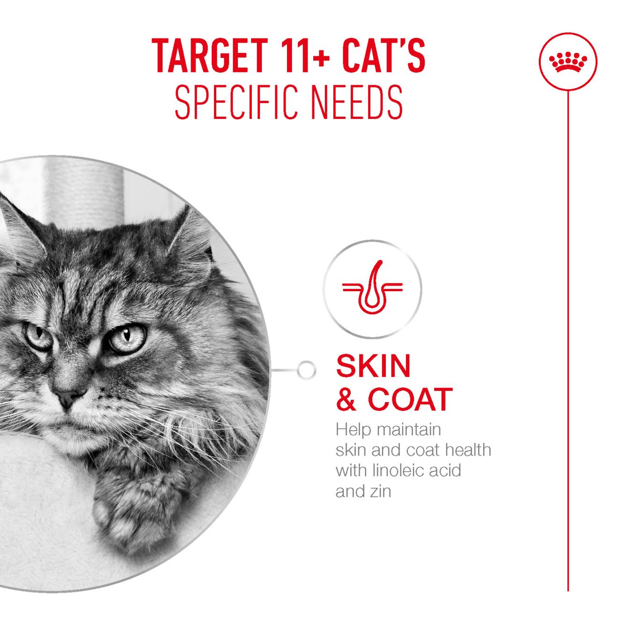 Royal Canin Ageing 11+ Dry Senior Cat Food, Royal Canin, 400 g