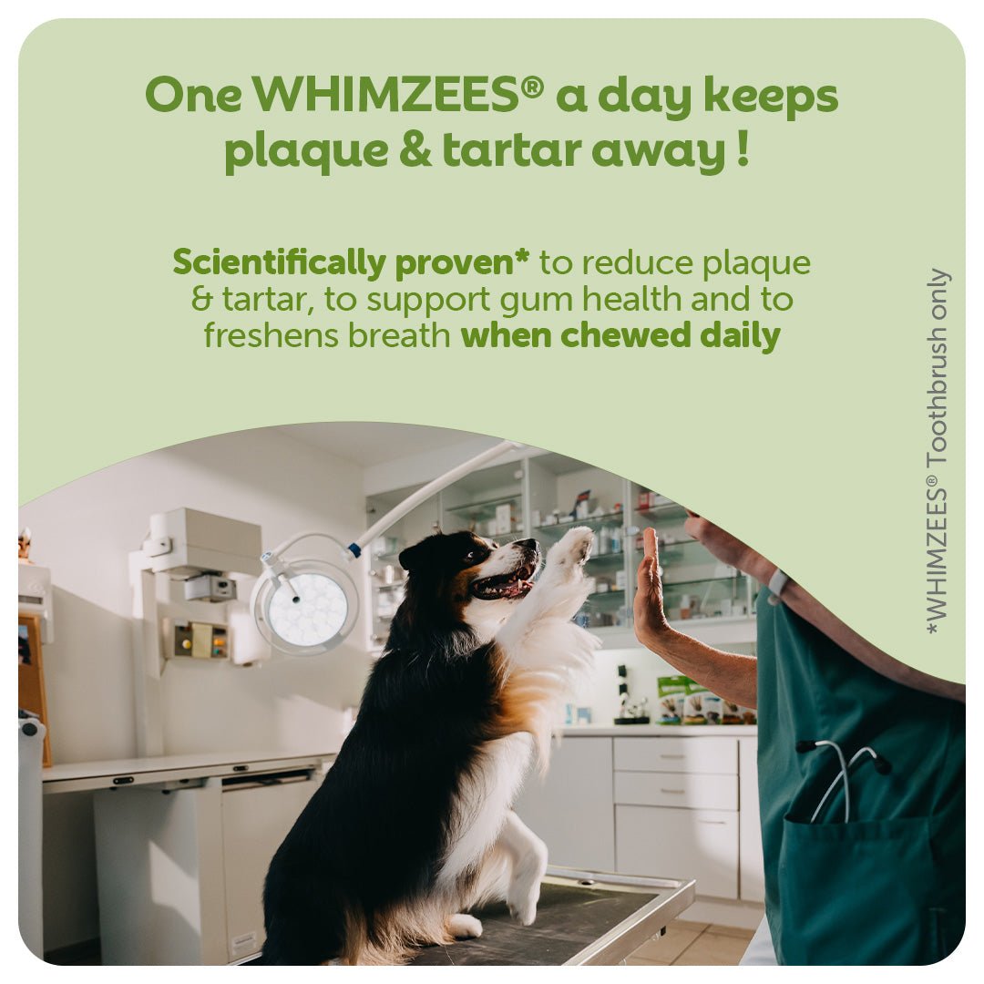 Whimzees Small Alligator Daily Dental Treat For Dogs - 24 pack x 6, Whimzees,