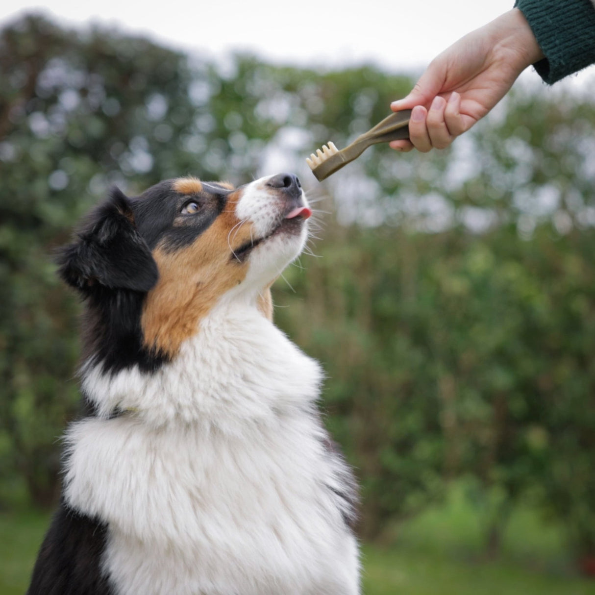 Whimzees Toothbrush XS - 6 x 48 Treat Bag, Whimzees,