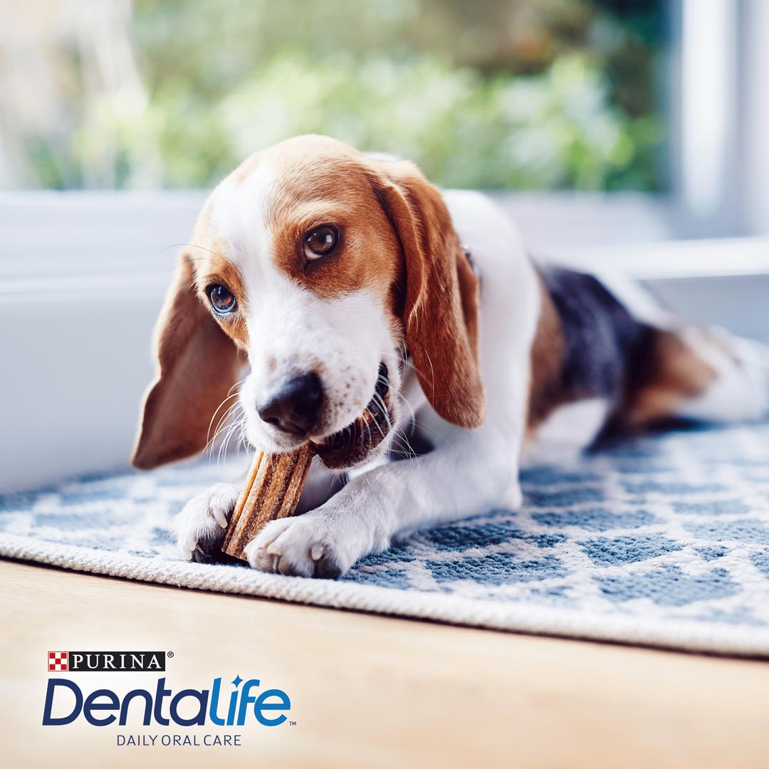 Dentalife Small Breed Dog Dental Chews 2x54 (108 Sticks), DentaLife,