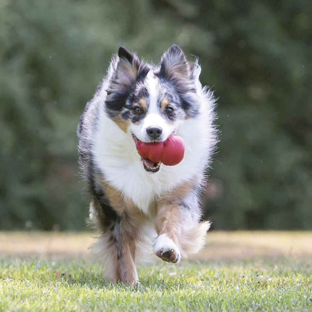 KONG Classic Dog Toy, Kong, Small