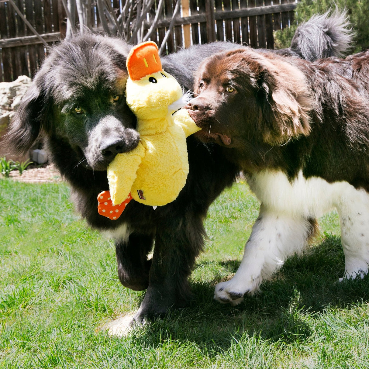 KONG Comfort Jumbo Duck Dog Toy, Kong,