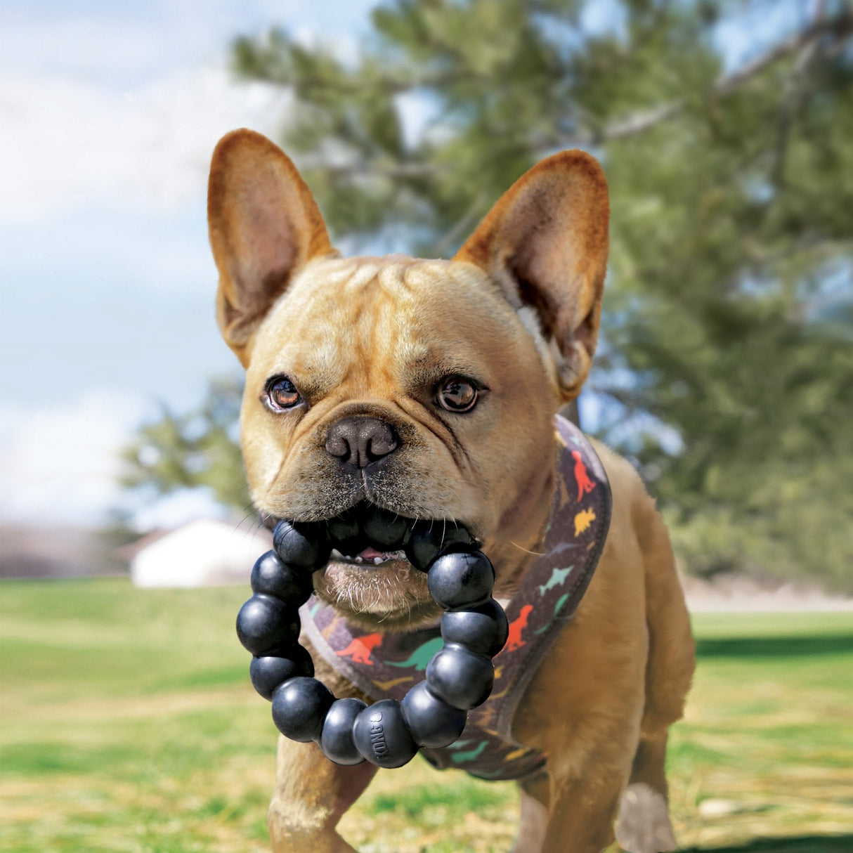 KONG Extreme Ring Dog Toy, Kong,
