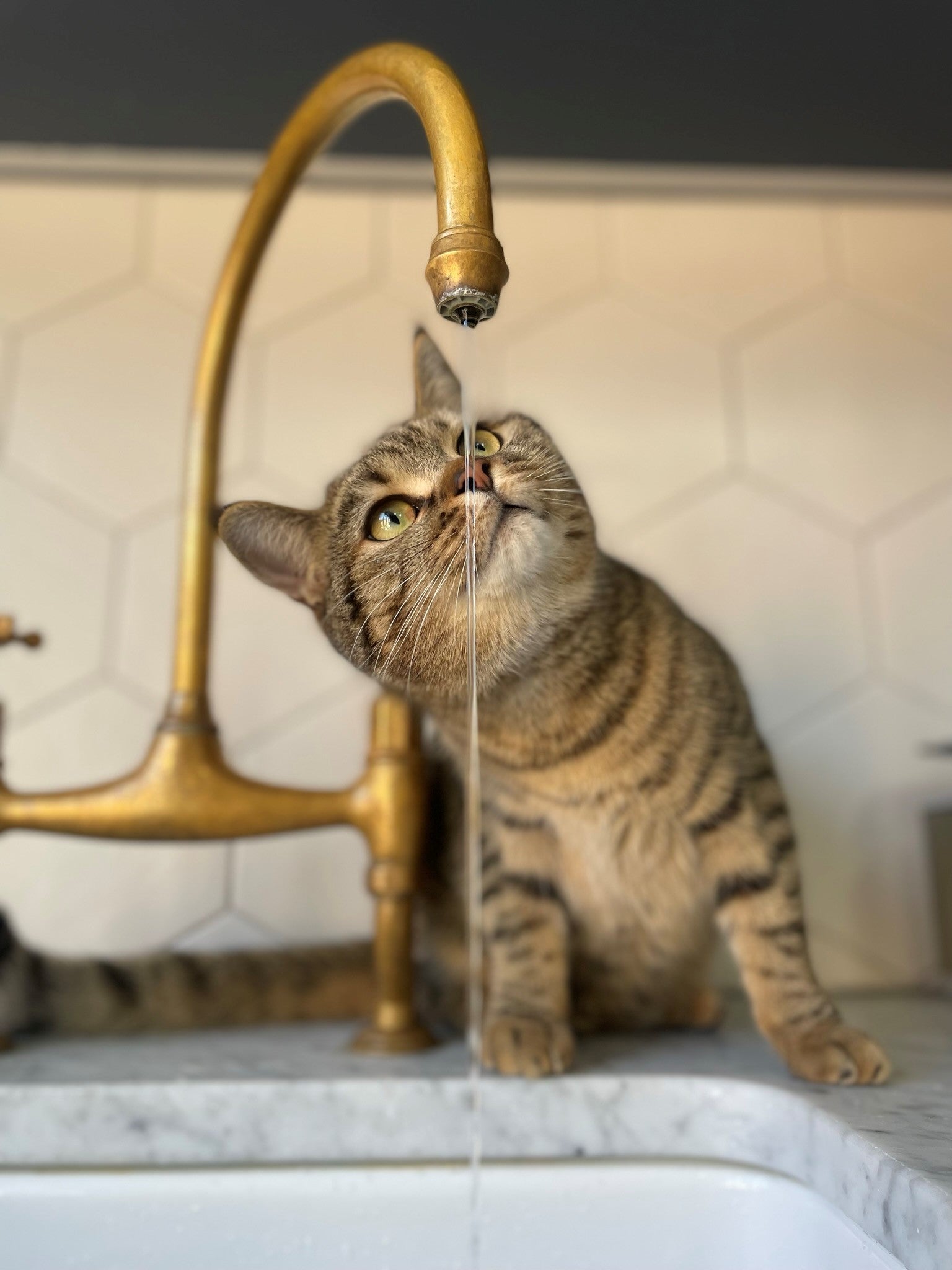 Cat looking at water coming out of a tap