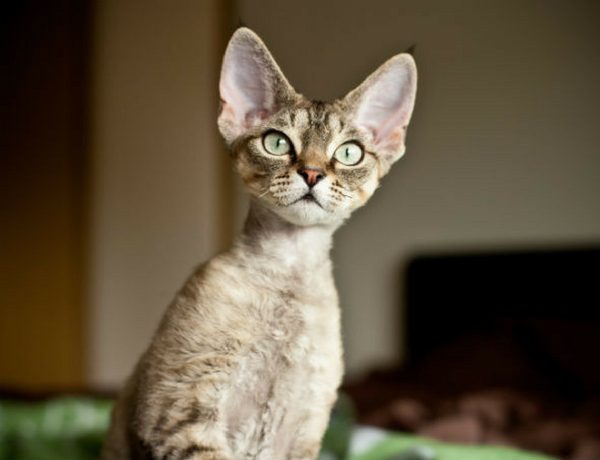 A Guide To The Devon Rex Cat - Very Important Pets