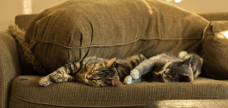 Bonding with Your Cat: The Complete Guide - Very Important Pets Shop