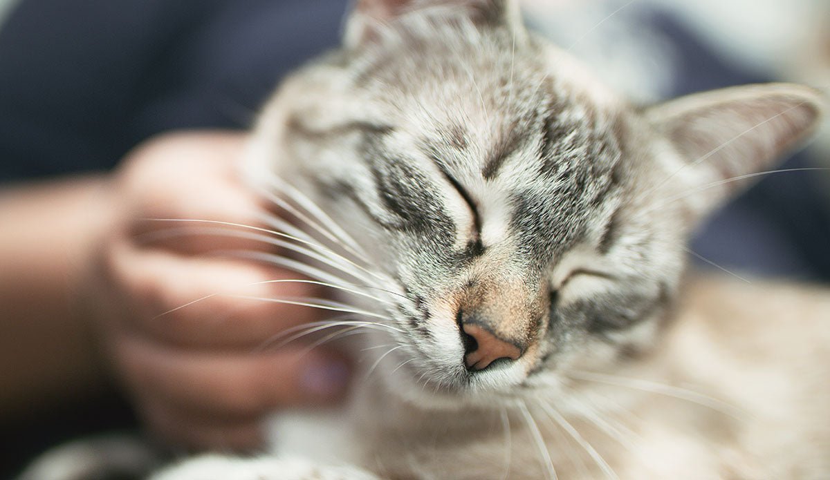 Demystifying Purring: Understanding Why Cats Purr - Very Important Pets Shop