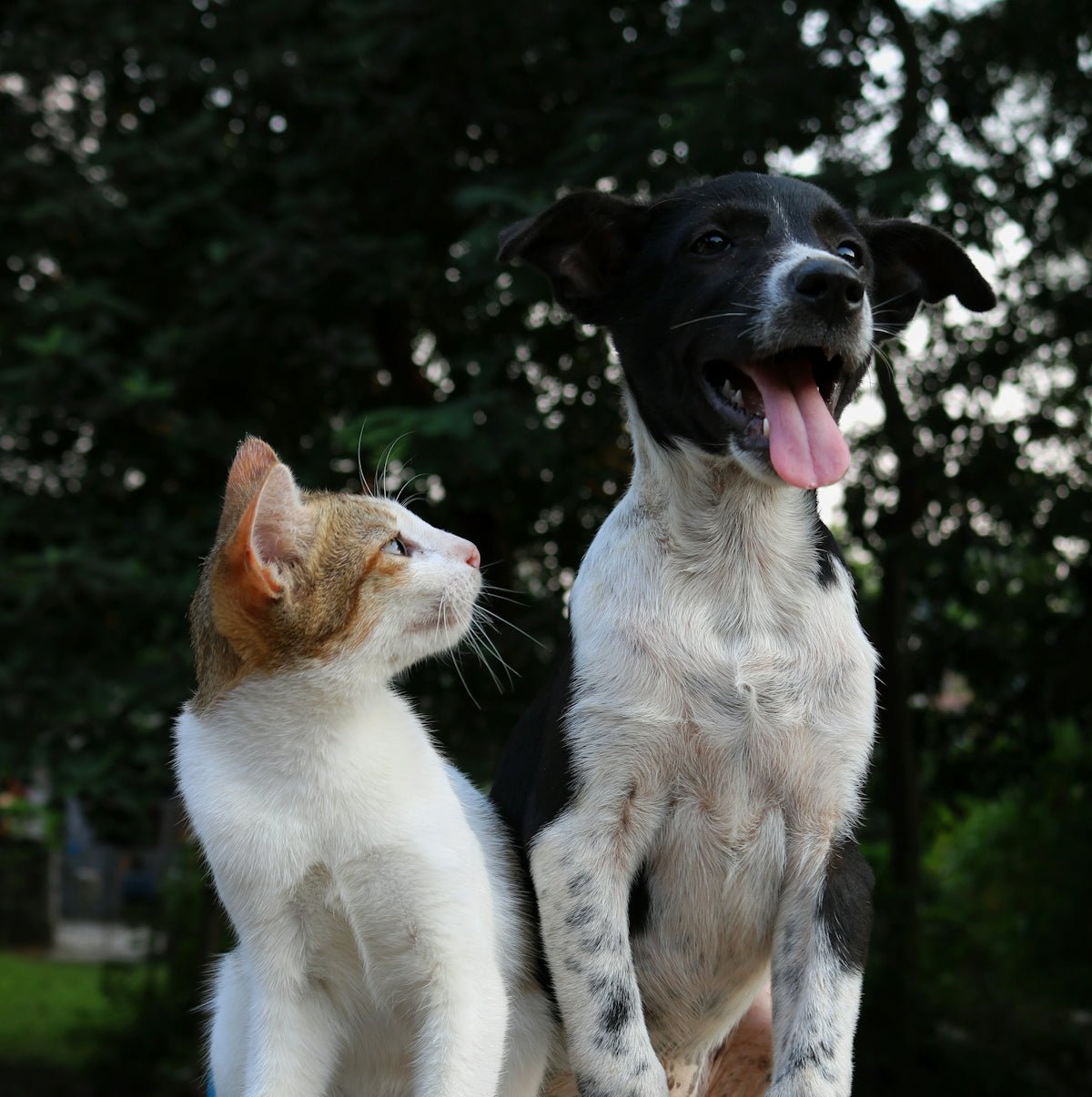 Differences Between Cats and Dogs: What Every Pet Owner Should Know - Very Important Pets Shop