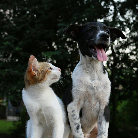 Differences Between Cats and Dogs: What Every Pet Owner Should Know - Very Important Pets Shop