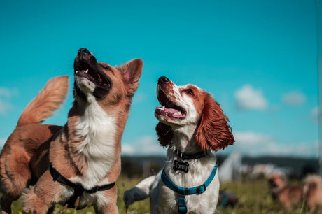Dog Behaviour Problems: How to Fix Barking, Chewing & More - Very Important Pets Shop
