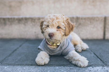 Puppy Photo by FLOUFFY on Unsplash