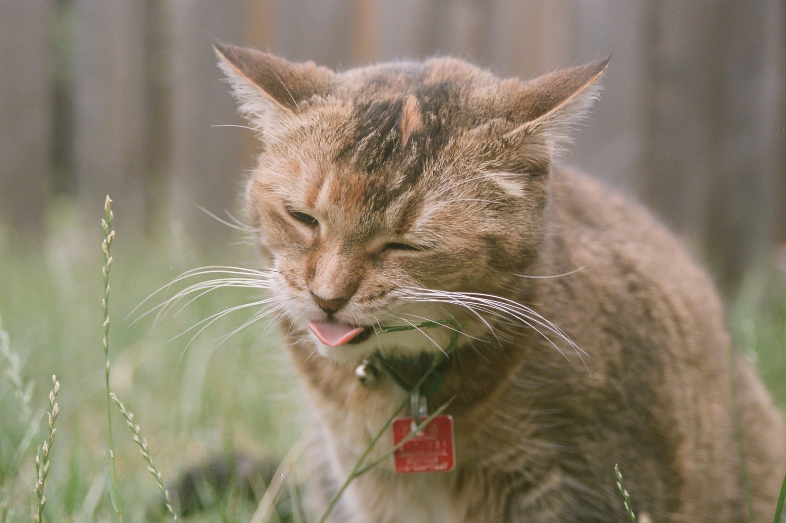 Grass Grazing: Why Cats Eat Grass - Very Important Pets Shop