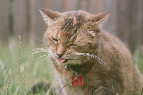 Grass Grazing: Why Cats Eat Grass - Very Important Pets